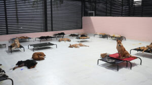 Donate Us To Buy Medicines And Food For Injured Stray Dogs 3 300x169