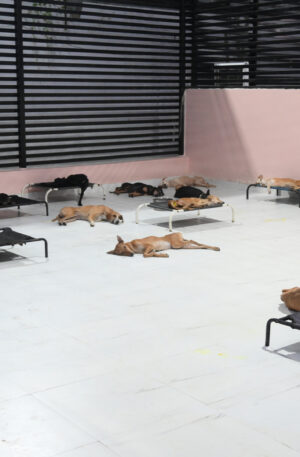 Donate For Shelter Home For Injured Stray Dogs