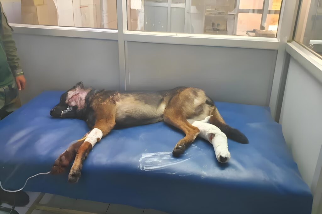 Picsart 24 09 19 15 15 00 741 1024x683