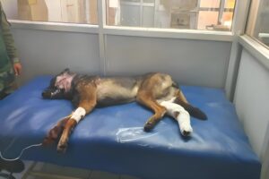 Donate Us To Buy Medicines And Food For Injured Stray Dogs Picsart 24 09 19 15 15 00 741 300x200