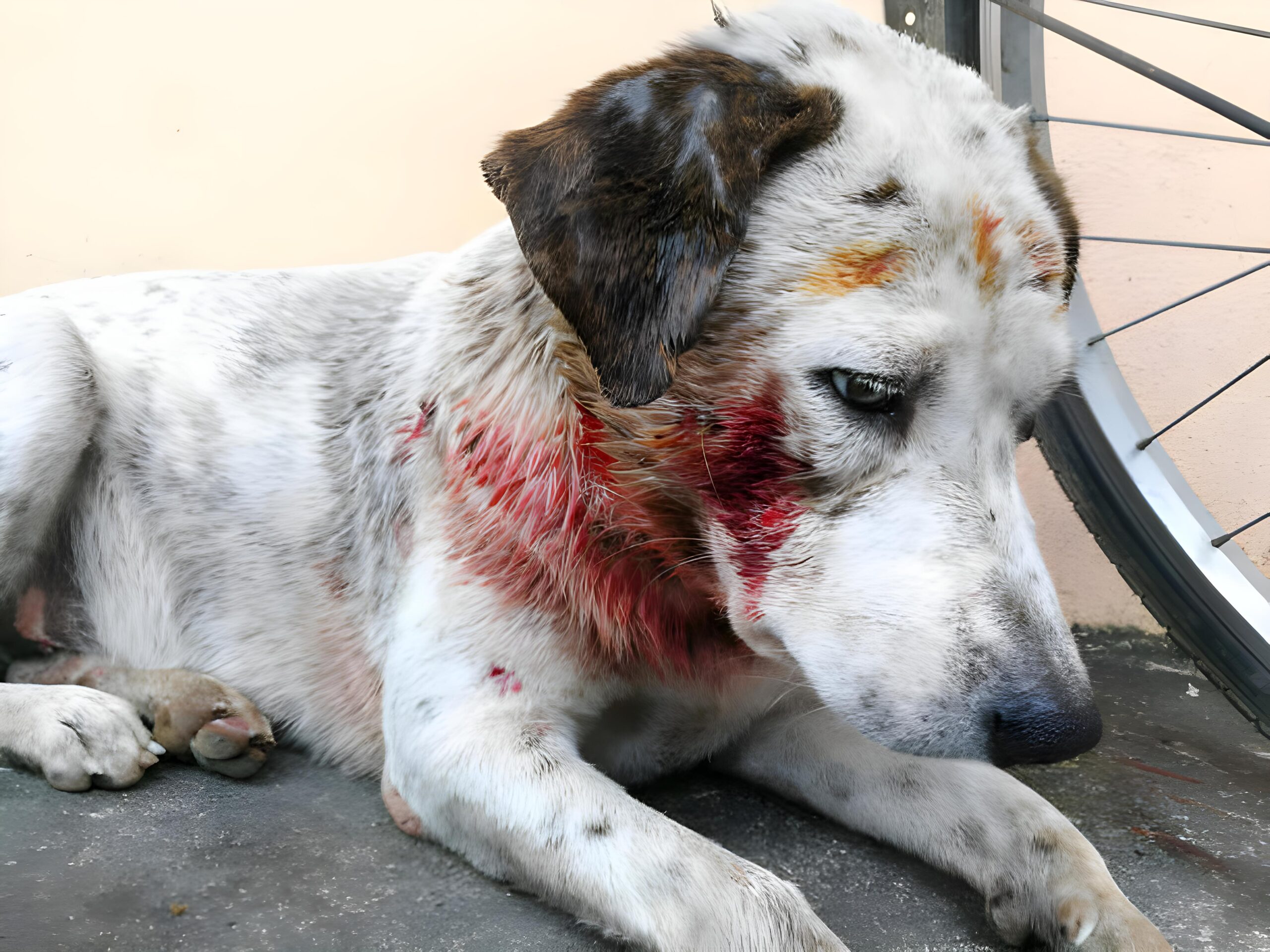 {"remix_data":[],"remix_entry_point":"challenges","source_tags":["local"],"origin":"unknown","total_draw_time":0,"total_draw_actions":0,"layers_used":0,"brushes_used":0,"photos_added":0,"total_editor_actions":{},"tools_used":{"ai_enhance":2},"is_sticker":false,"edited_since_last_sticker_save":true,"containsFTESticker":false}