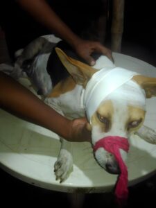 Donate Us To Buy Medicines And Food For Injured Stray Dogs Picsart 24 09 19 15 44 22 002 225x300