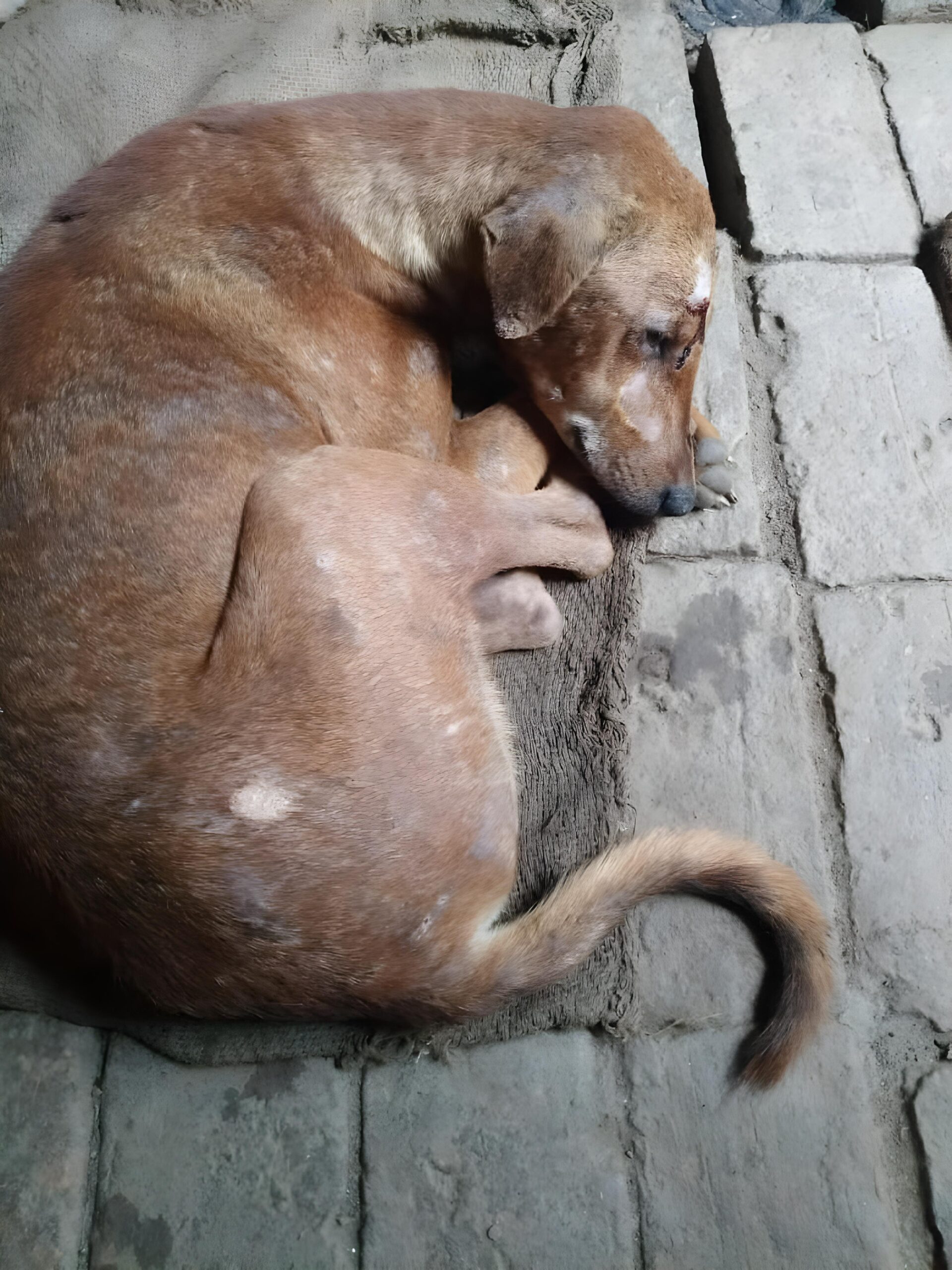 {"remix_data":[],"remix_entry_point":"challenges","source_tags":["local"],"origin":"unknown","total_draw_time":0,"total_draw_actions":0,"layers_used":0,"brushes_used":0,"photos_added":0,"total_editor_actions":{},"tools_used":{"ai_enhance":1},"is_sticker":false,"edited_since_last_sticker_save":true,"containsFTESticker":false}