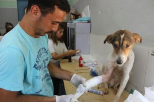 Donate Us To Buy Medicines And Food For Injured Stray Dogs Pexels Ahmed Hamed 2980359 7008099 300x200