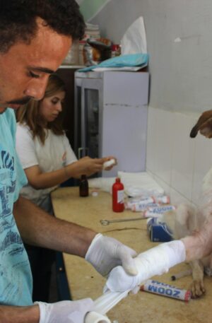 Elementor #771 Donate Us To Buy Medicines And Food For Injured Stray Dogs