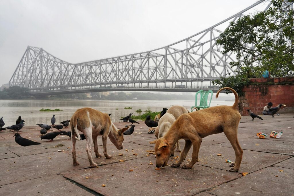 Pexels Dibakar Roy 2432543 13170432 1024x683