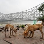 Elementor #771 pexels-dibakar-roy-2432543-13170432