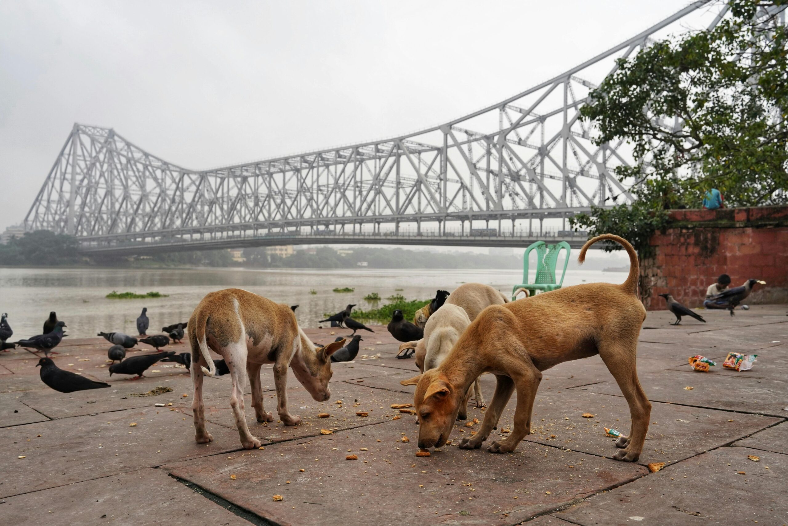 Elementor #771 pexels-dibakar-roy-2432543-13170432