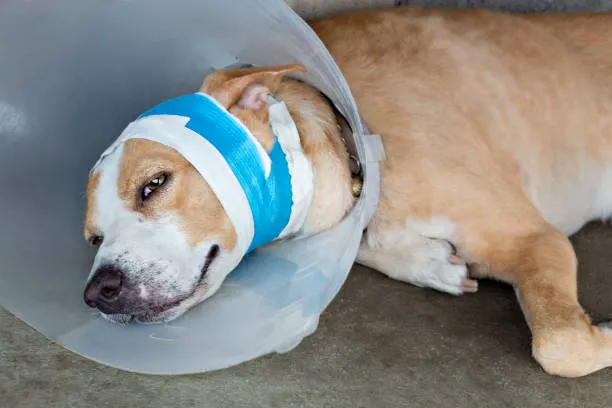 Sick Dog With Bandages Lying And Wearing A Funnel Collar